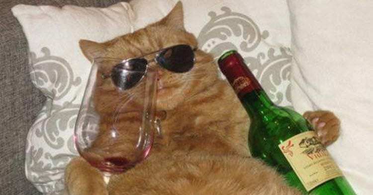 cat-drinking-red-wine-social