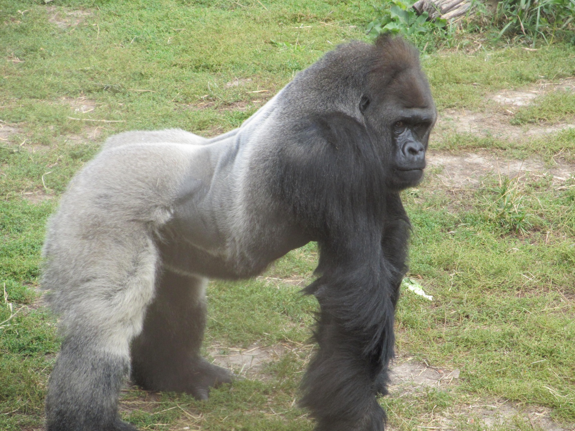 silverback-gorilla-posing.jpg